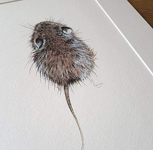Mouse giclee art print. 'Tim'rous Beastie'. - Click to Enlarge