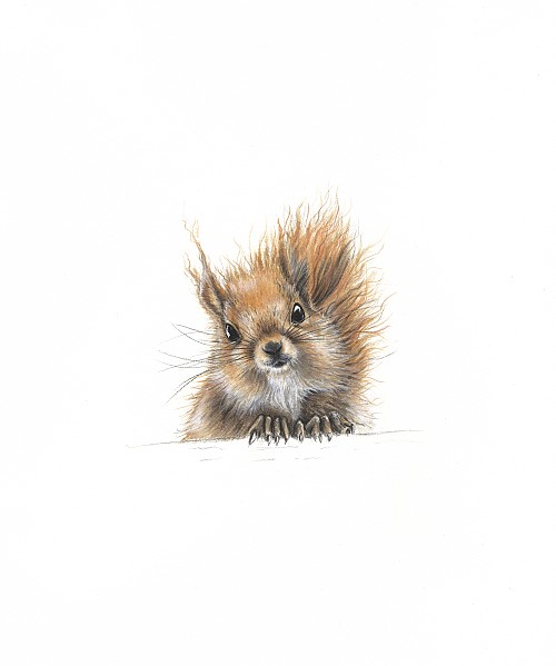 McTavish Squirrel Art Print - Click to Enlarge
