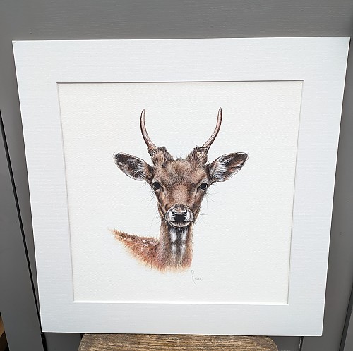 Harris, Fallow Deer Wall art print. - Click to Enlarge