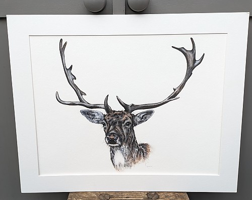 Highland Lad, Stag wall art print. - Click to Enlarge