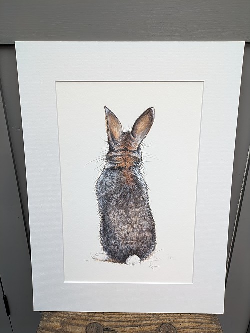 Cotton Tail Rabbit wall art print. - Click to Enlarge
