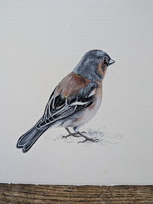 Chaffinch Painting